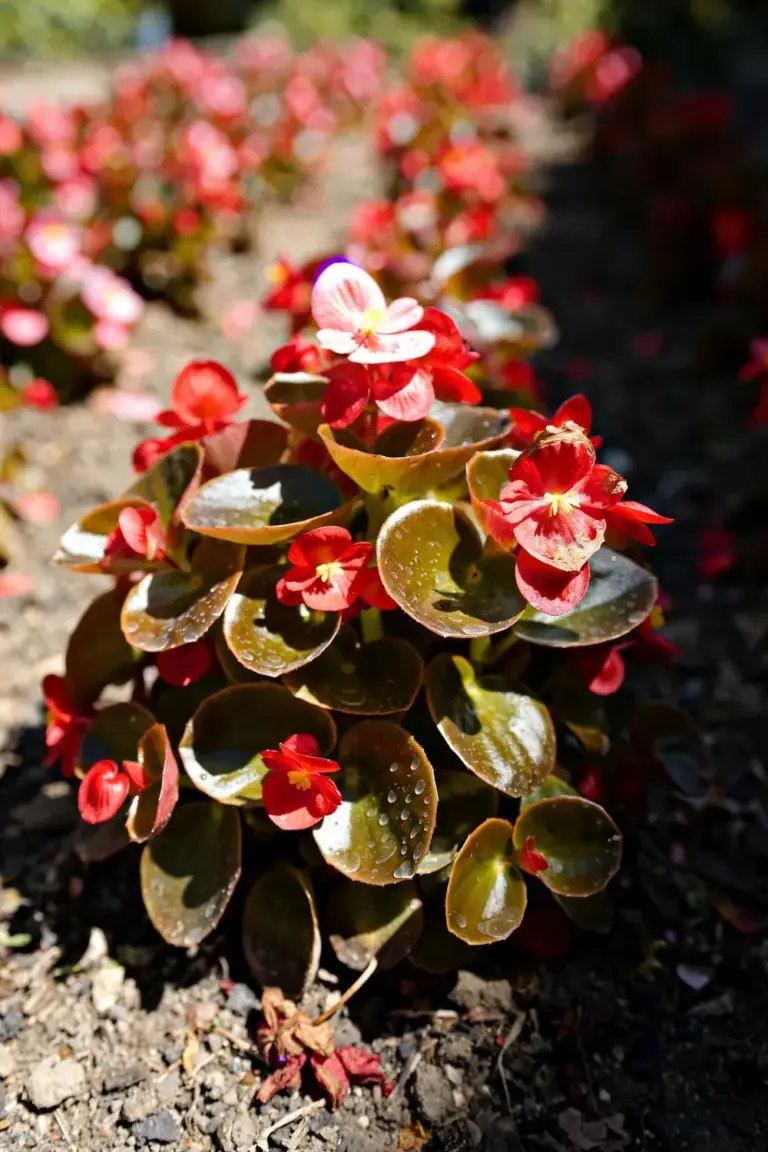 Bed of red wax begonias with bronze glossy leaves blooming in full sun