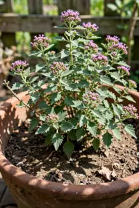 Much-branched beluntas shrub in a large terracotta pot with dense foliage and small violet-pink flower heads