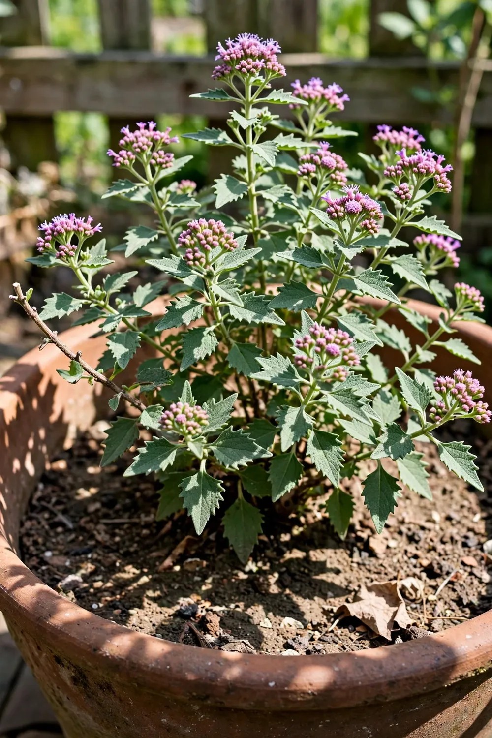 Much-branched beluntas shrub in a large terracotta pot with dense foliage and small violet-pink flower heads