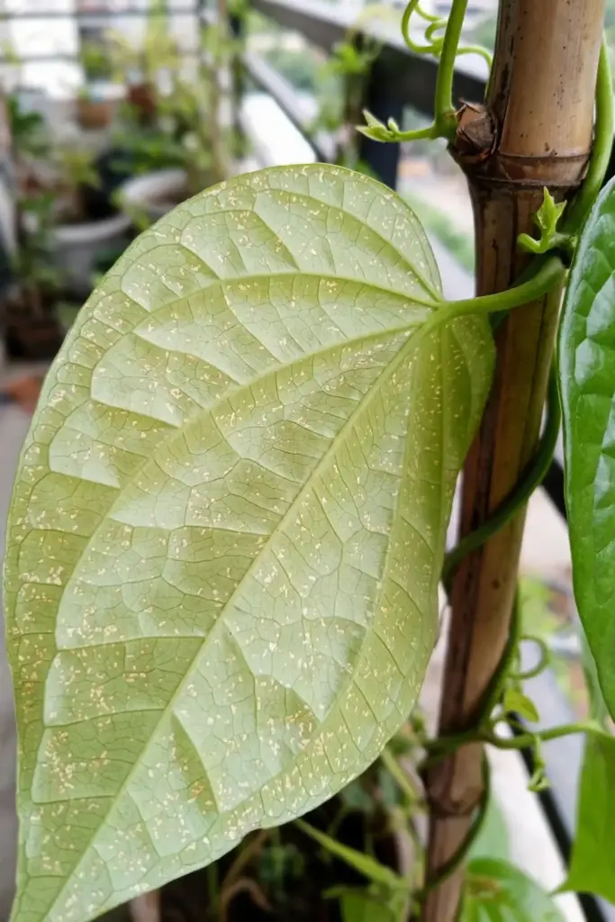 Close view of a betel leaf underside showing early pest damage