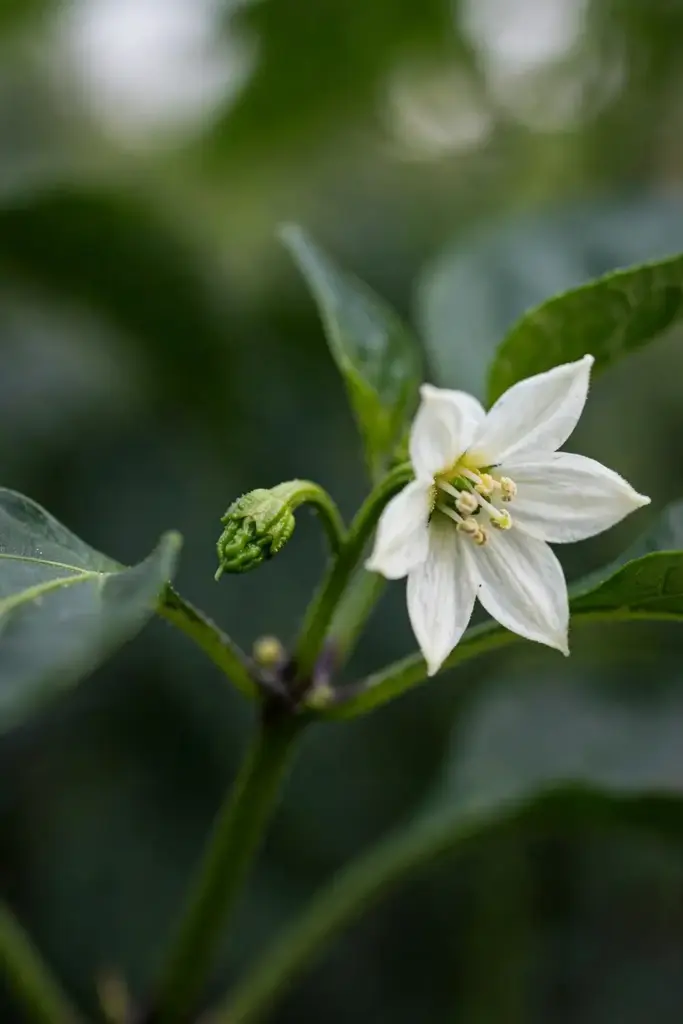 White pepper flower beside a tiny forming green pod
