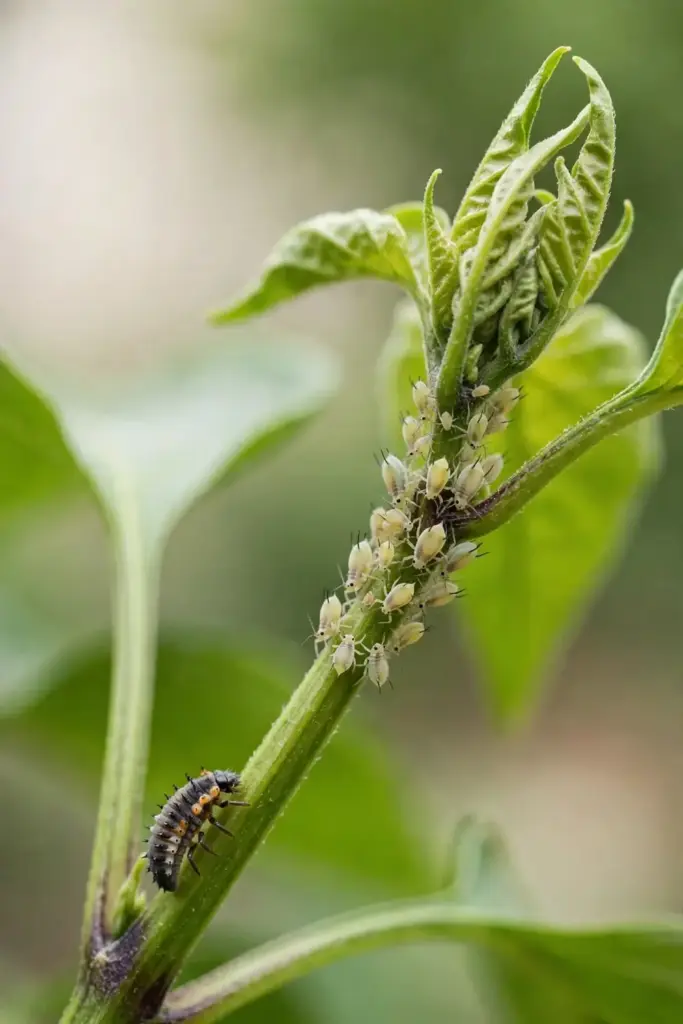 Close-up of aphids clustered on a young pepper shoot tip