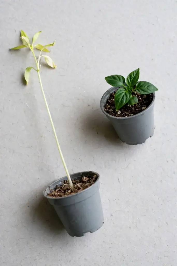 Stunted pale pepper seedling next to a thriving one for contrast