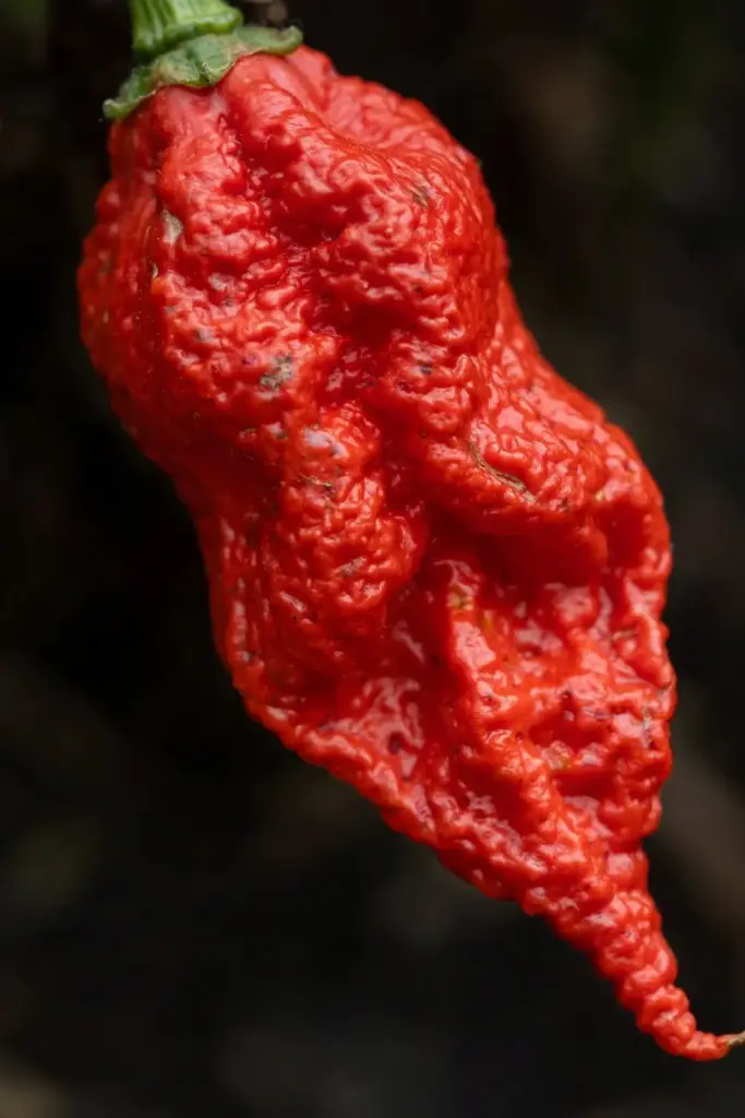 Macro of a ripe red ghost pepper showing wrinkled skin texture