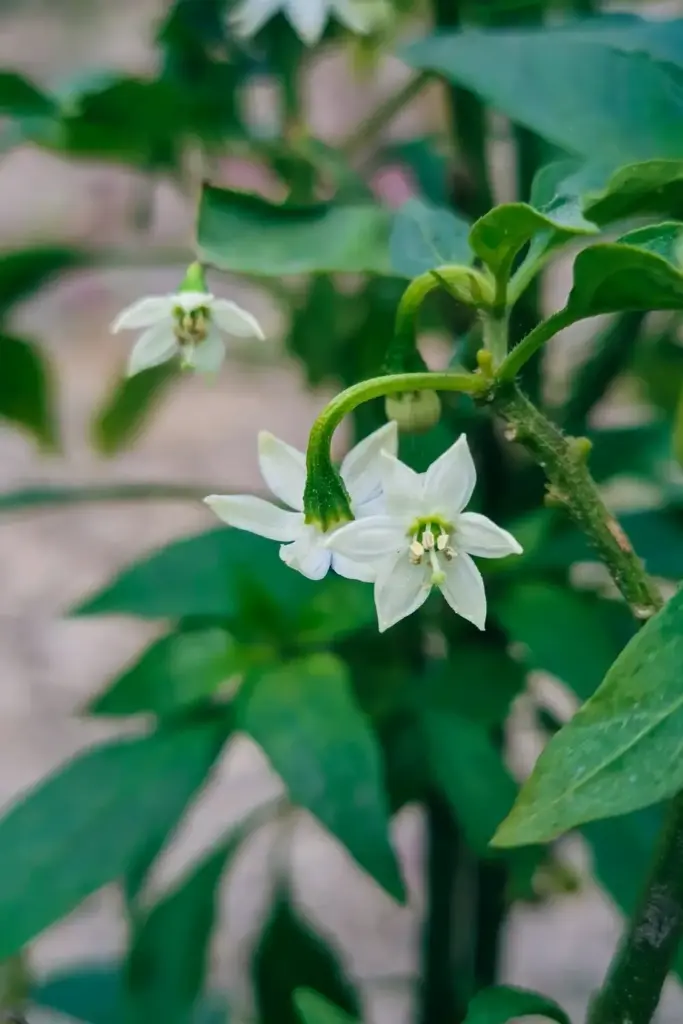 Small white star-shaped pepper flowers on a bhut jolokia plant