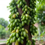 Bilimbi tree trunk covered in clusters of green cucumber-like fruit