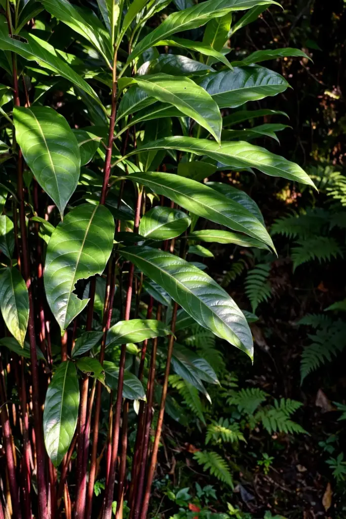 Cardamom clump thriving in dappled shade beneath tall trees