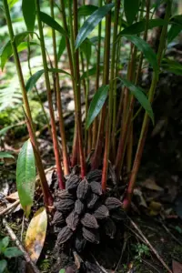 Mature black cardamom clump with dark wrinkled pods in a shaded garden bed
