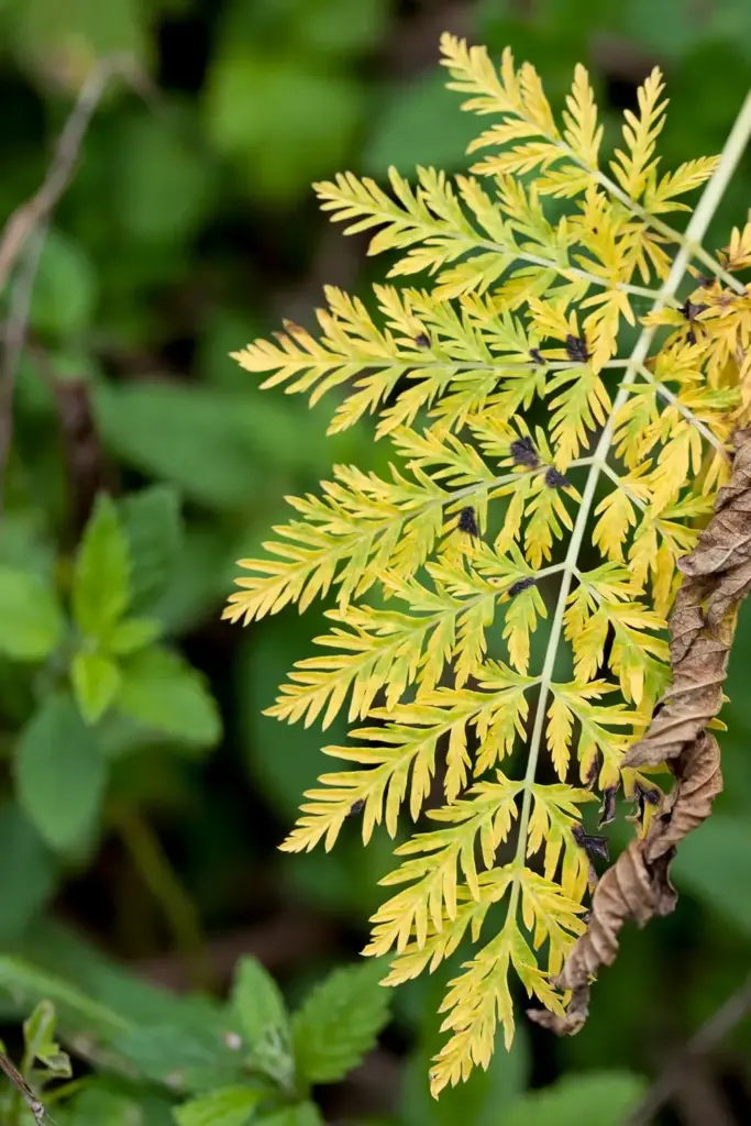 Yellowing black cumin leaflet with small dark necrotic spots