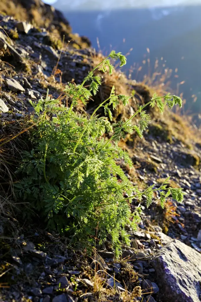 Black cumin plant with feathery leaves growing on a rocky mountain slope