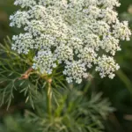 Flat umbel of tiny white black cumin flowers sharp against green foliage