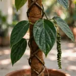 Black pepper vine with green berry spikes climbing a moss pole in a terracotta pot