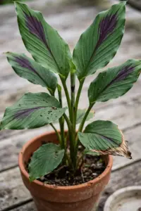 Potted black turmeric plant with broad leaves marked by a purple patch