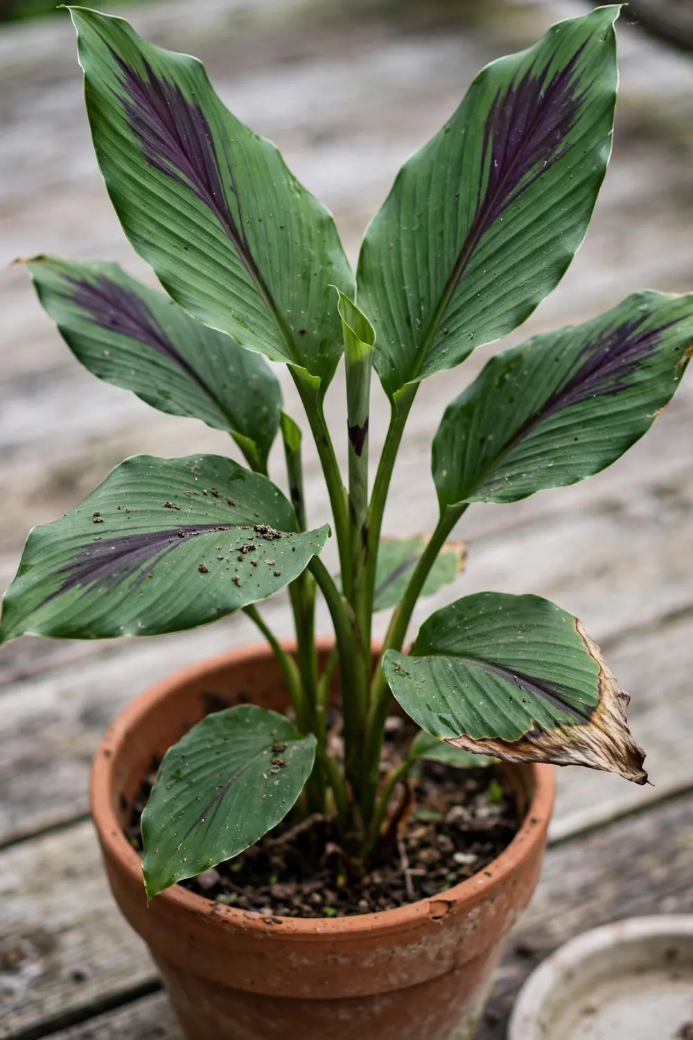 Potted black turmeric plant with broad leaves marked by a purple patch