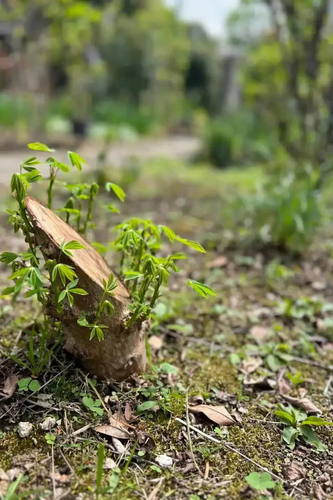 Cassia tree cut back to a low coppice stool with new shoots