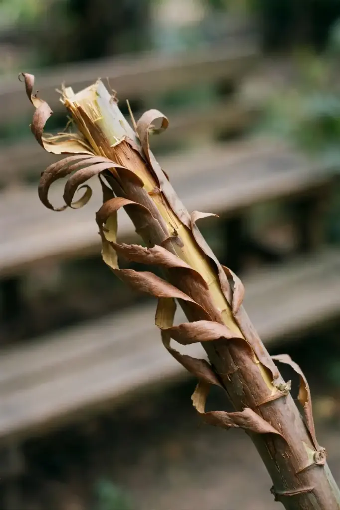 Cassia bark being peeled from a cut shoot with a knife