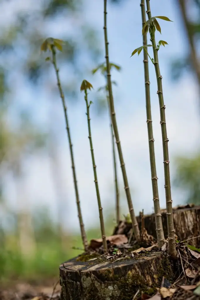 Straight cassia shoots selected on a coppice stool