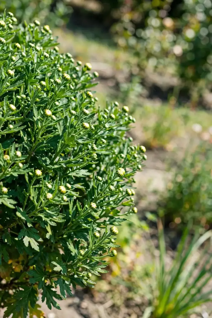 Tea chrysanthemum with deep green leaves fed through summer
