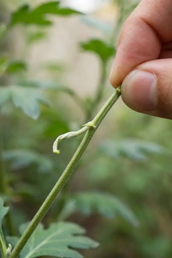 Pinching the growing tip of a tea chrysanthemum stem