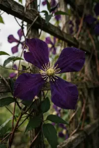 Velvety deep-purple clematis bloom with creamy anthers on a timber trellis