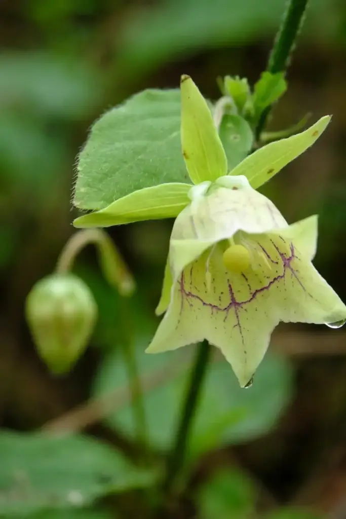 Macro of a codonopsis pilosula bell flower showing purple veining inside