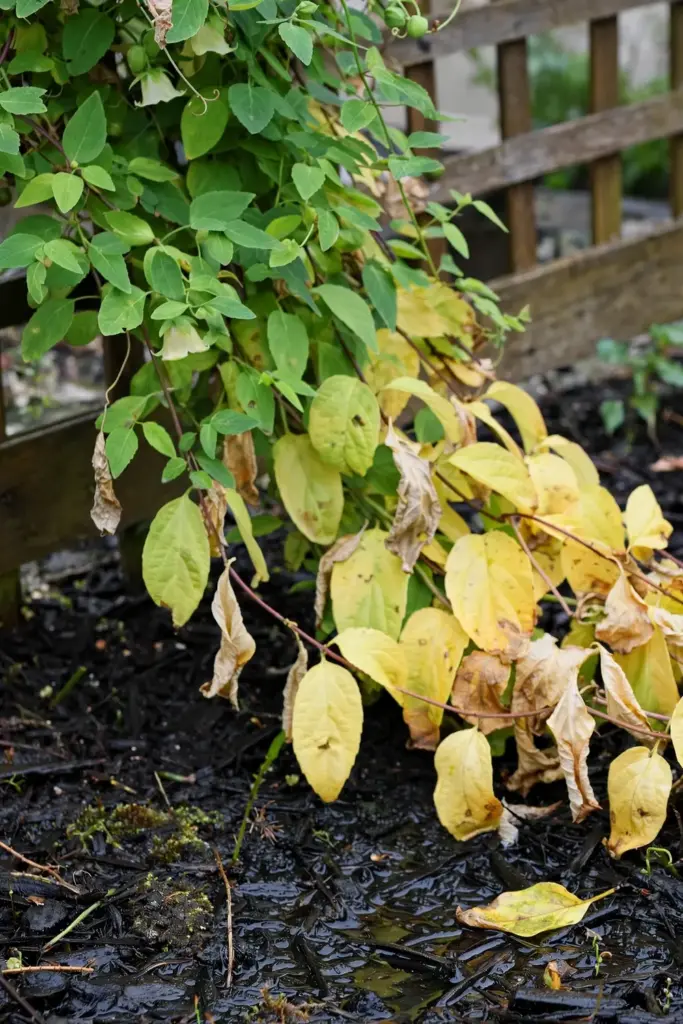 Codonopsis vine with yellowing lower leaves signaling overwatering
