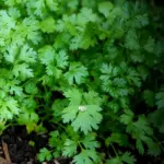 Dense bed of Indian dhaniya coriander with bright green pinnate leaves