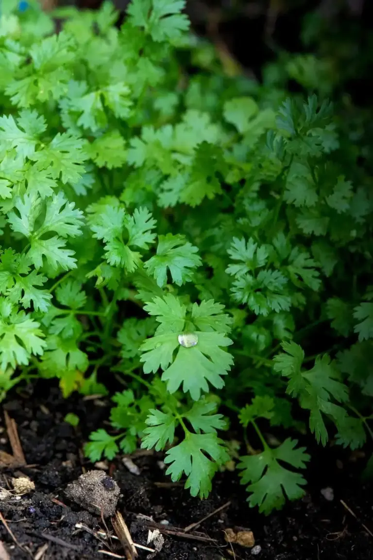 Dense bed of Indian dhaniya coriander with bright green pinnate leaves