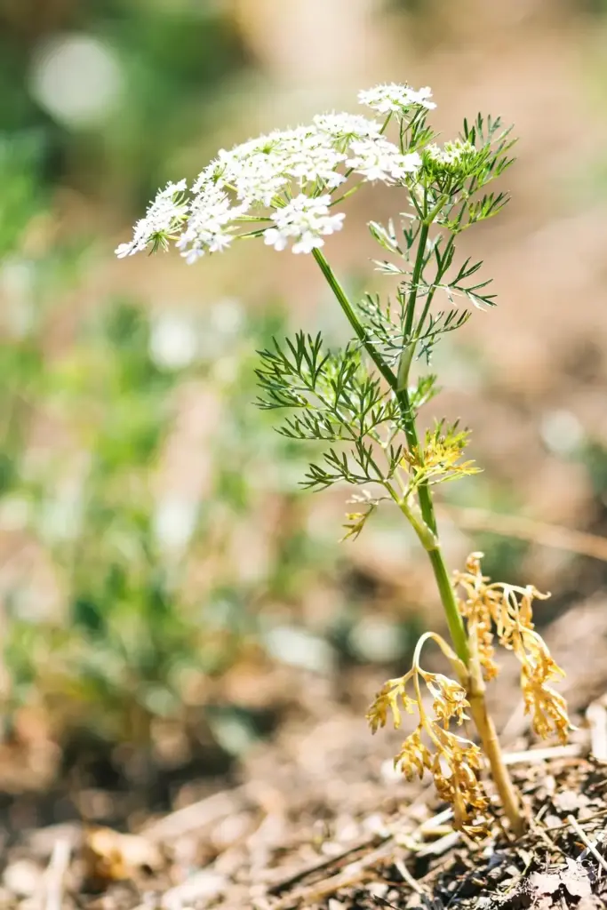 Bolted coriander with tall flower stalk and feathery leaves in hot sun
