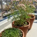Terracotta pots of cumin with feathery foliage and blush flowers on a sunny balcony