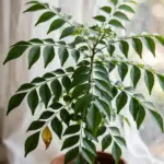 Potted curry leaf tree with glossy pinnate leaves in bright window light