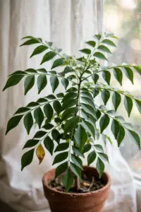 Potted curry leaf tree with glossy pinnate leaves in bright window light