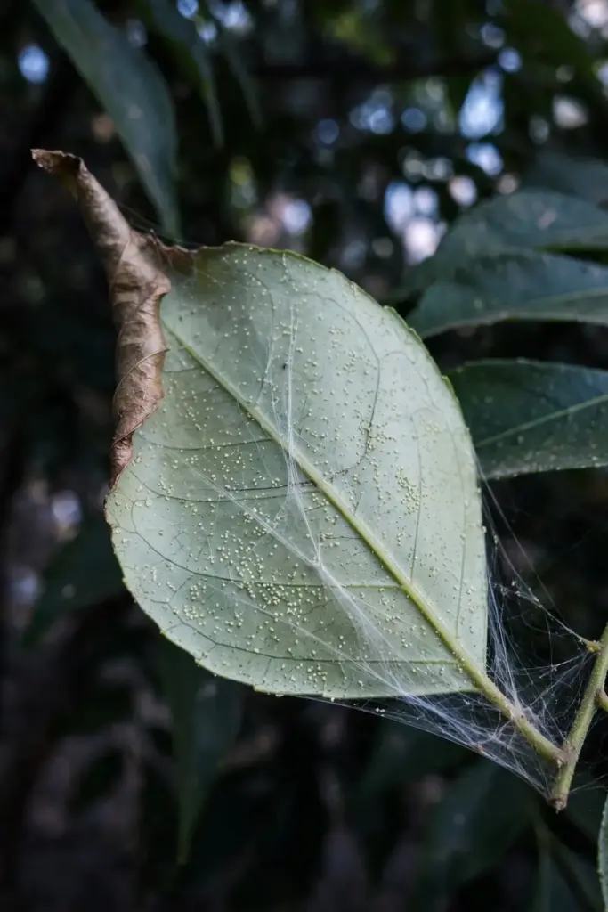 Macro of spider mite webbing on the underside of a curry leaf leaflet