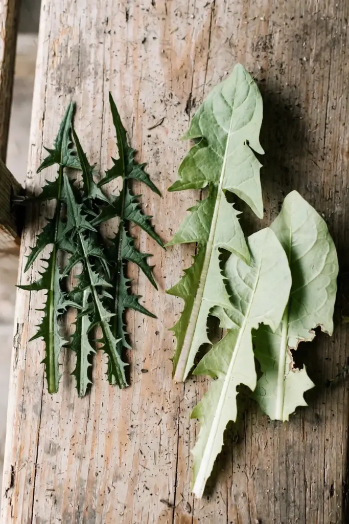 Wild narrow dandelion leaves beside broad cultivated Ameliore leaves
