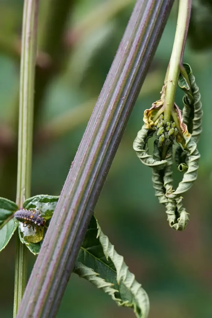 Close-up of aphids on a dang gui leaf stem during a pest inspection