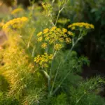 Tall common fennel plants with yellow flower umbels in a sunny garden bed