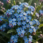 Dense drift of sky-blue forget-me-not flowers with yellow eyes in full spring bloom