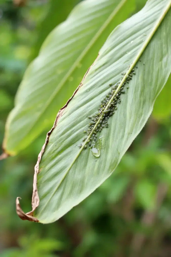 Aphids clustered on the underside of a galangal leaf
