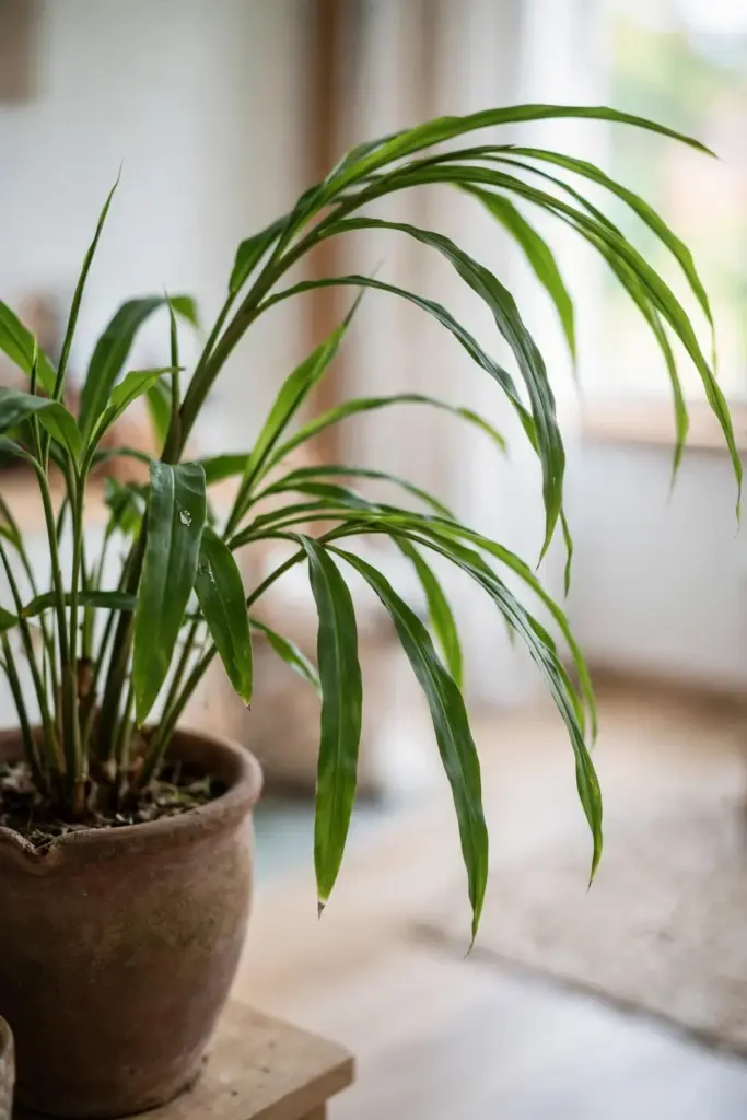 Healthy potted galangal as a houseplant in a bright room