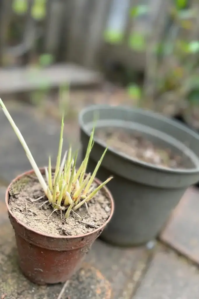 Stunted galangal crowded in a too-small pot