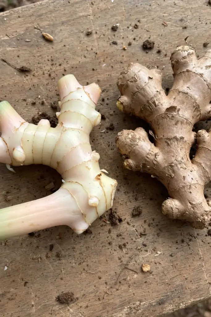 Galangal and ginger rhizomes side by side showing skin and shape differences