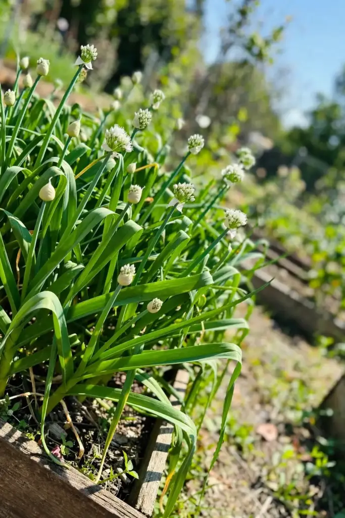 Garlic chive bed in full sun with thick green leaves