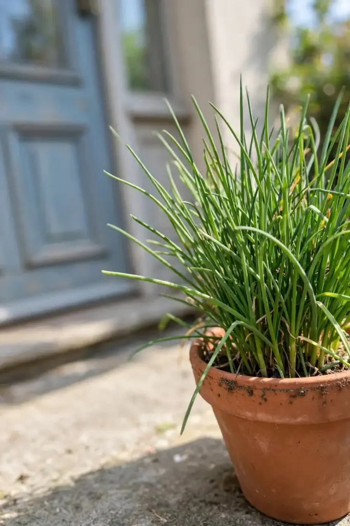 Garlic chive seedlings sprouting in a pot on a doorstep