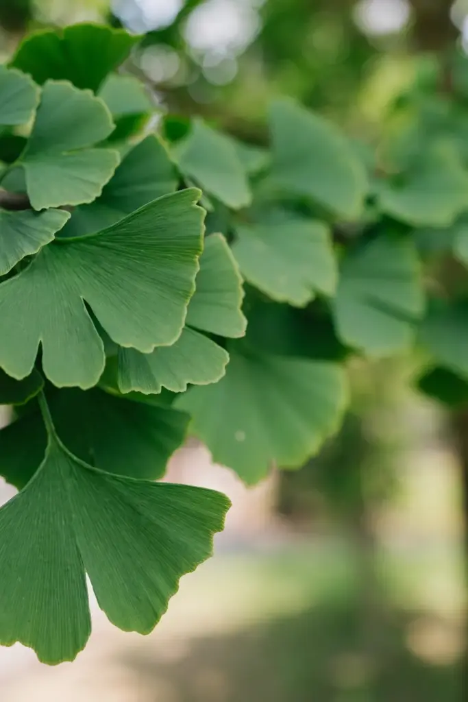 Unblemished fan-shaped ginkgo leaves showing the tree's pest resistance