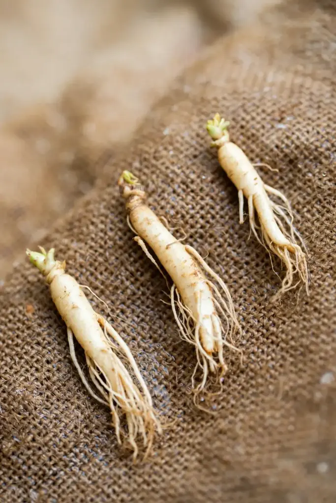 Year-old ginseng rootlets with buds ready for planting