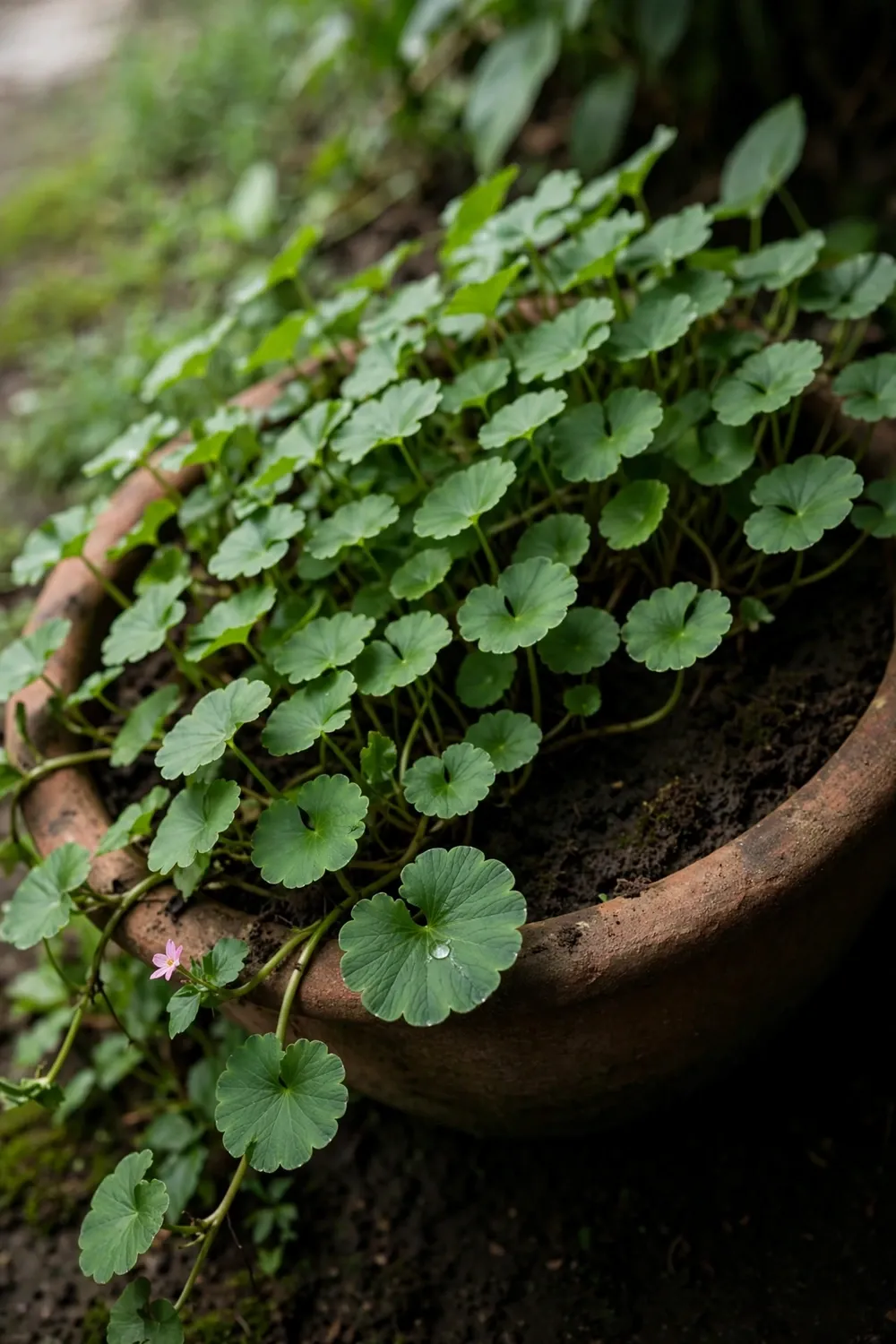 Lush gotu kola spilling from a wide shallow pot, fan-shaped scalloped leaves on long stalks