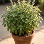 Bushy tulsi holy basil plant in a terracotta pot on a sunny patio