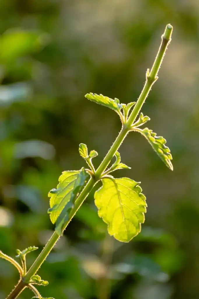 Close-up of a pinched tulsi stem tip sprouting two new side shoots