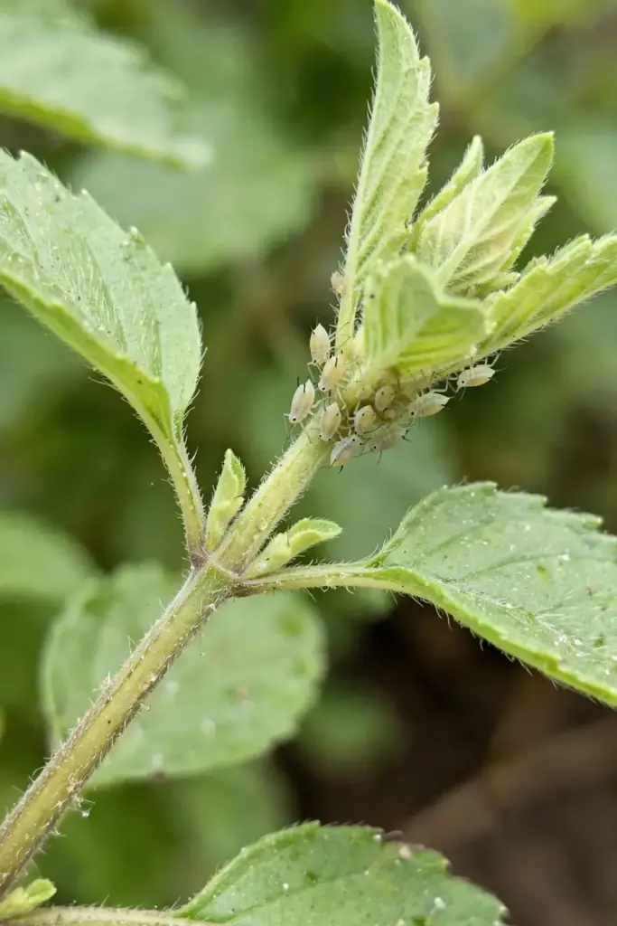 Close-up of tiny aphids clustered on a tulsi growing tip