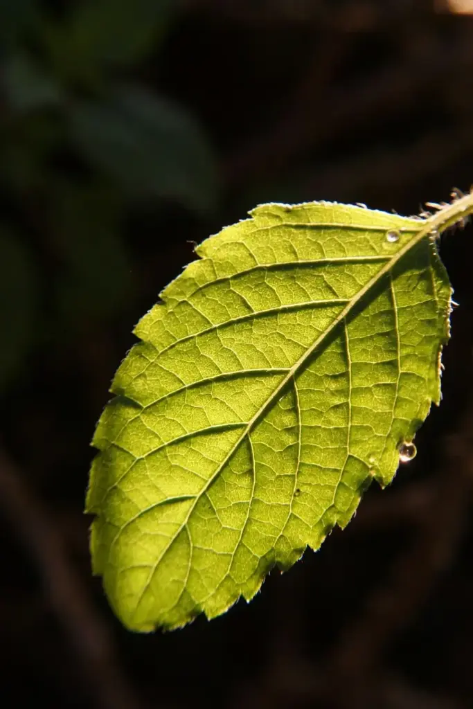 Backlit tulsi leaf showing veins and fine hairs in macro